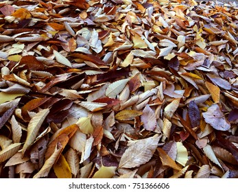 Fall leaves background