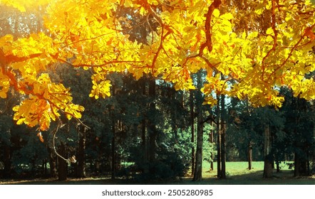 Fall leaves background - oak tree branch with orange foliage lit by sunshine, sunny fall landscape in bright sunlight, free space for text - Powered by Shutterstock