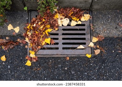 Fall leaves blocking a storm drain on a residential street

