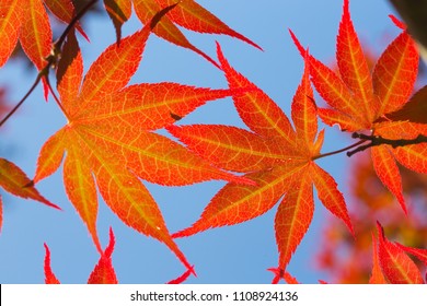 Fall Leaves Color Stock Photo 1108924136 | Shutterstock