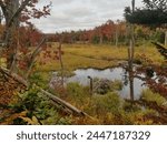 Fall leaves color changing, surrounding a bog marsh.