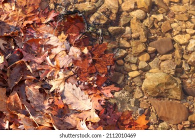 Fall Leaves Floating On A Clear River, Showing The Smooth River Rock Below