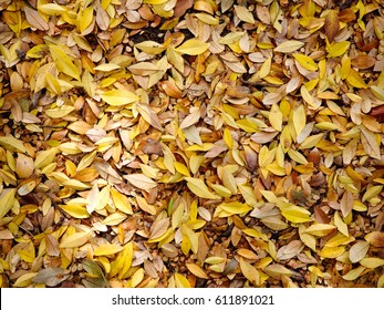 Fall Leaves Floor At Louisiana State University, Baton Rouge, Louisiana, USA.