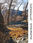 Fall leaves gather on rocks at Convict lake high in Sierra Nevada Mountains. vertical image