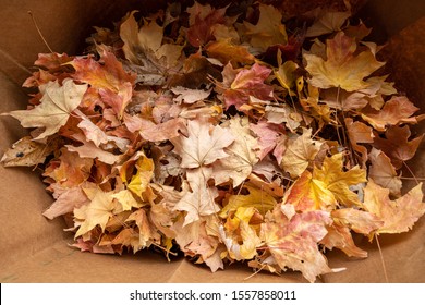 Fall Leaves Have Been Collected In A Yard Waste Bag