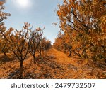 Fall leaves on agriculture trees in Fresno, California