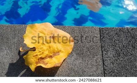 Fall leaves on the edge of a blue swimming pool water