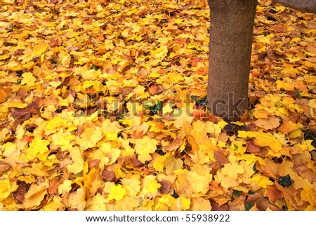 Similar – Gelber Herbst Baum Blatt