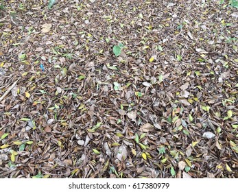 Fall Leaves On The Ground Of A Park