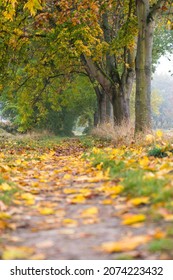 Fall Leaves On The Ground In Souffelweyersheim In France On 1st November 2021