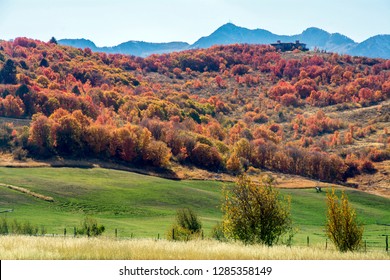 Fall Leaves On Trees In The Northern Utah Mountains Near Ogden Utah