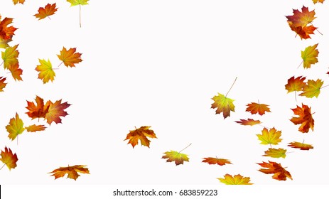 Fall Leaves On White Background