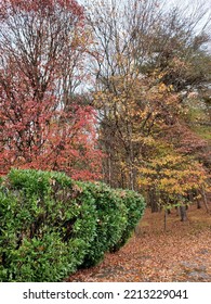 Fall Leaves Seasons Change Maryland Landscape