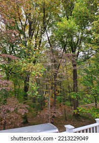 Fall Leaves Seasons Change Maryland Landscape