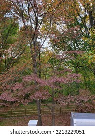 Fall Leaves Seasons Change Maryland Landscape