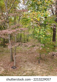 Fall Leaves Seasons Change Maryland Landscape