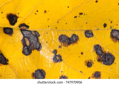 Fall leaves surface.