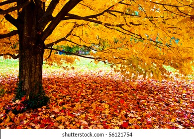 Fall Leaves Trees