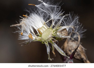 Fall macro insects bee moss bug foliage
