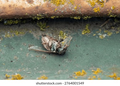 Fall macro insects bee moss bug foliage