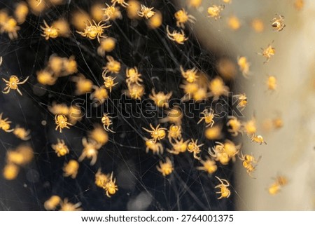 Fall macro insects bee moss bug foliage