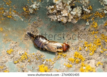 Fall macro insects bee moss bug foliage