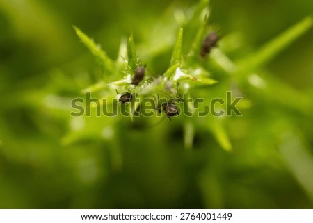 Fall macro insects bee moss bug foliage