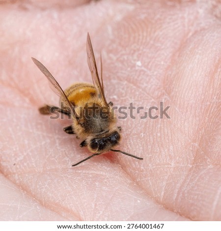 Fall macro insects bee moss bug foliage
