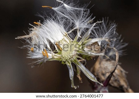 Fall macro insects bee moss bug foliage
