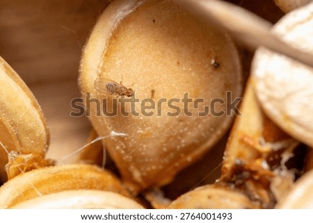 Fall macro insects bee moss bug foliage
