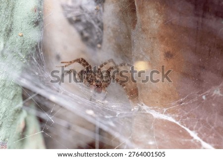 Fall macro insects bee moss bug foliage