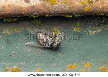 Fall macro insects bee moss bug foliage