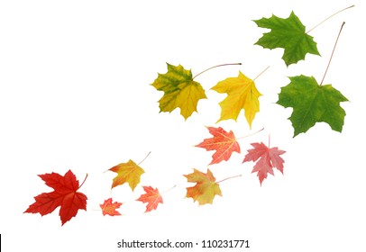 A fall maple leaves - Shutterstock ID 110231771