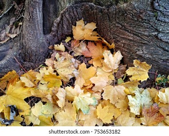 Fall Maple Leaves Under A Tree