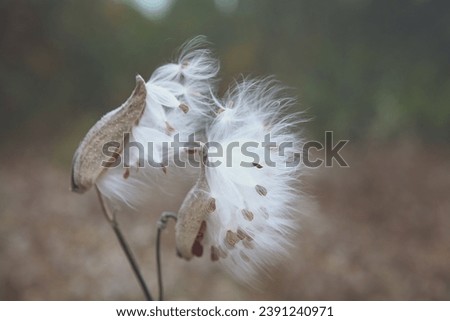 Fall Milkweed Wild Flower Field 