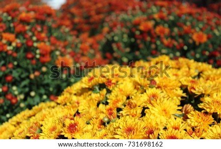 fall mums