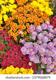 Fall mums blooming in fall