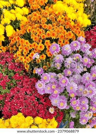 Fall mums blooming in fall
