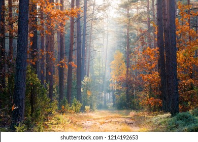 Fall nature. Fall forest. Forest with sunlight. Autumn tranquil background. Autumn scene. - Shutterstock ID 1214192653