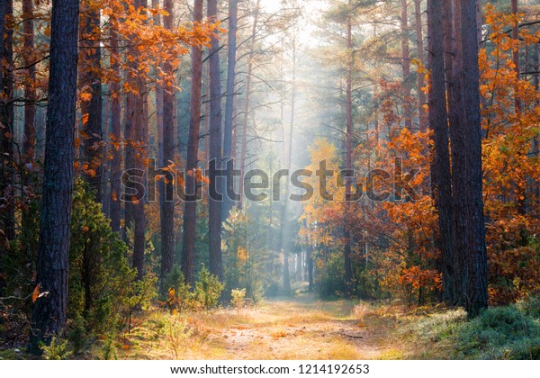 秋の自然 秋の森 日差しのある森 秋の静かな背景 秋の風景 の写真素材 今すぐ編集