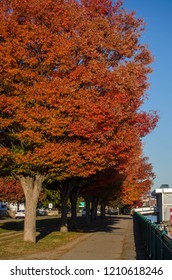 Fall on Memorial Drive in Cambridge