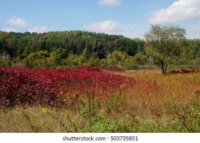 Fall On Oak Savanna William O'Brien State Park Minnesota  