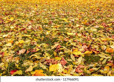 Fall Orange And Yellow Autumn Leaves On Ground For Background Or Backdrop