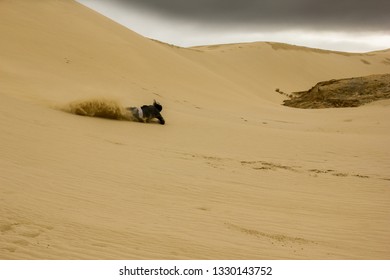 fall over . a man falling down in the sand dunes while sand surfing / boarding with sand splattering around him on a cloudy day in cape reinga