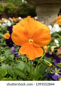 Fall Pansy A Beautiful Orange Color