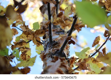 Fall Paper Birch