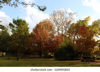 fall in the park