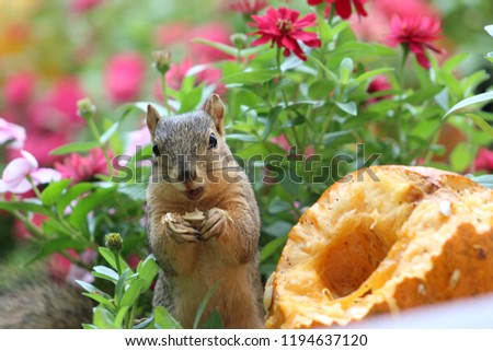 Image, Stock Photo wet surprise, persistent
