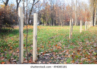 Fall Planting Of Trees And Shrubs. Planting A Trees Correctly With Two Stakes In Autumn.  If Your Tree Is Still A Sapling, Use A Stake To Help It Grow For About The First Year Of Its Life.