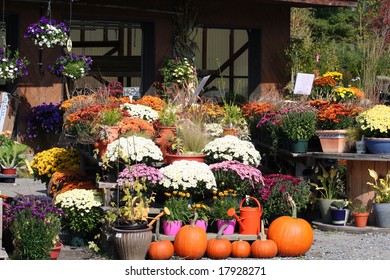 Fall Plants, Mums & PUMPKINS AT A GARDEN CENTER IN Vermont.